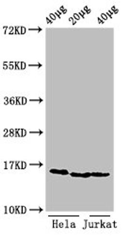 Western Blot. Positive WB detected in: Hela cell acid extracts, Jurkat cell acid extracts. All lanes: HIST1H3A antibody at 0.5µg/ml. Secondary. Goat polyclonal to rabbit IgG at 1/50000 dilution. Predicted band size: 16 kDa. Observed band size: 16 kDa