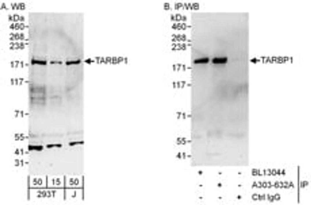 Detection of human TARBP1 by western blot and immunoprecipitation.