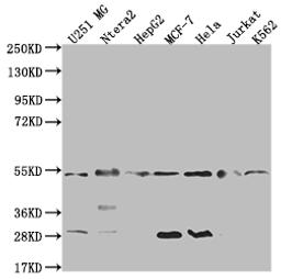 Western Blot. Positive WB detected in: U251 whole cell lysate, Ntera-2 whole cell lysate, HepG2 whole cell lysate, MCF-7 whole cell lysate, Hela whole cell lysate, Jurkat whole cell lysate, K562 whole cell lysate. All lanes: DNAJA1 antibody at 1:2000. Secondary. Goat polyclonal to rabbit IgG at 1/50000 dilution. Predicted band size: 45, 38 kDa. Observed band size: 45-55 kDa. 