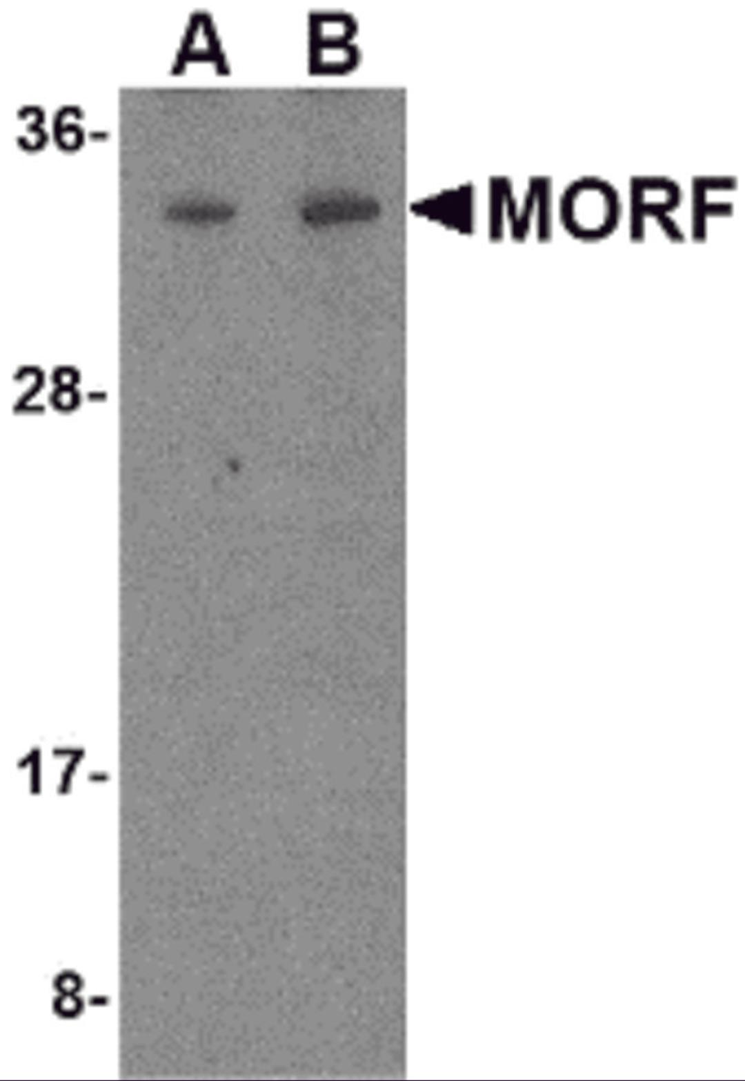Western blot analysis of MORF4 in K562 cell lysate with MORF4 antibody at (A) 1 and (B) 2 μg/mL.