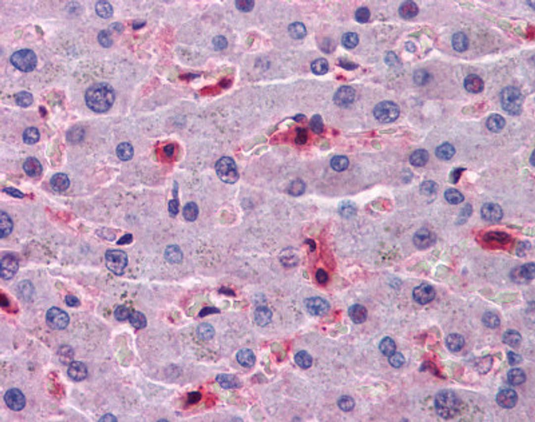 Immunohistochemistry of human liver tissue stained using Hepcidin Monoclonal Antibody.