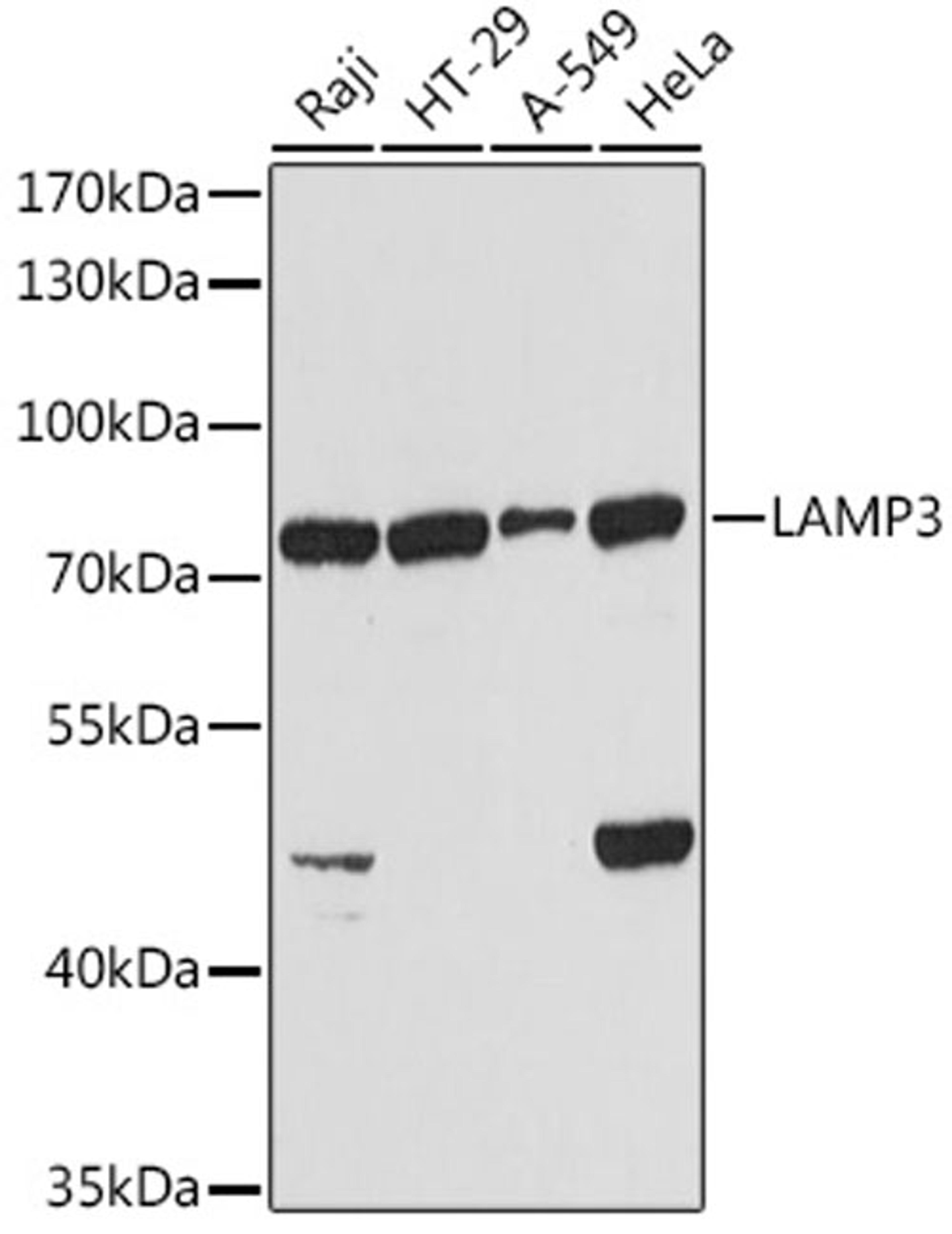 Western blot - LAMP3 antibody (A2895)