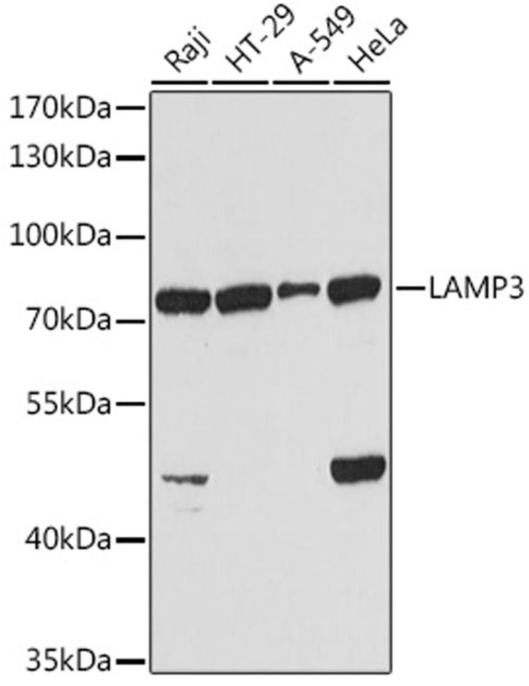 Western blot - LAMP3 antibody (A2895)