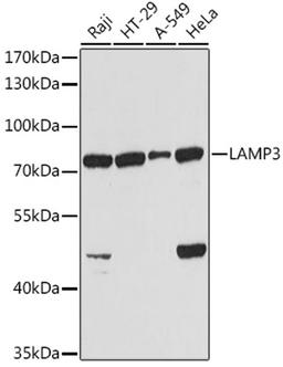 Western blot - LAMP3 antibody (A2895)