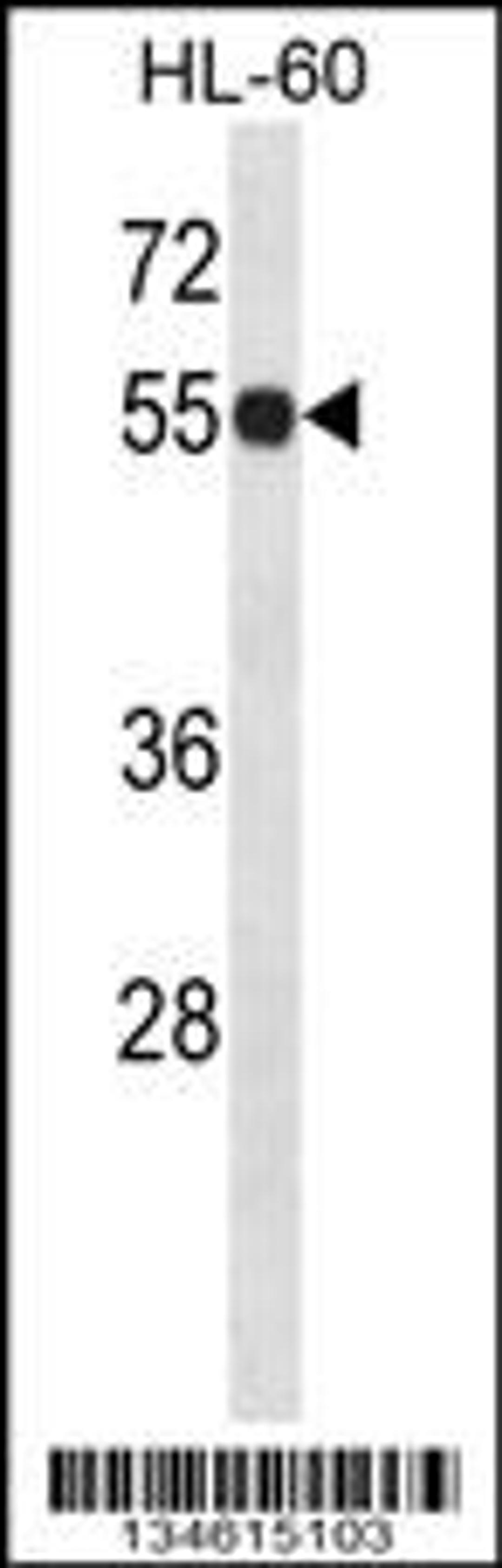 Western blot analysis in HL-60 cell line lysates (35ug/lane).