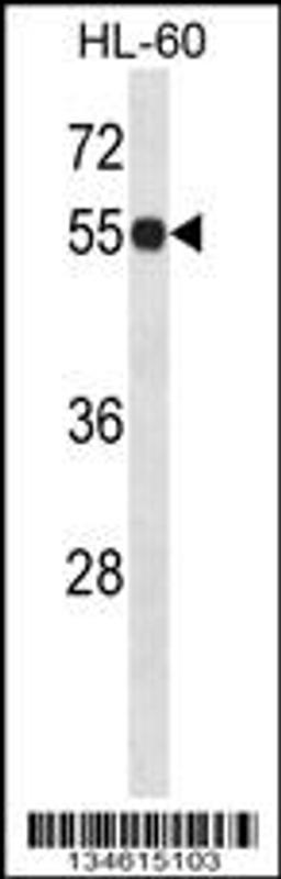 Western blot analysis in HL-60 cell line lysates (35ug/lane).