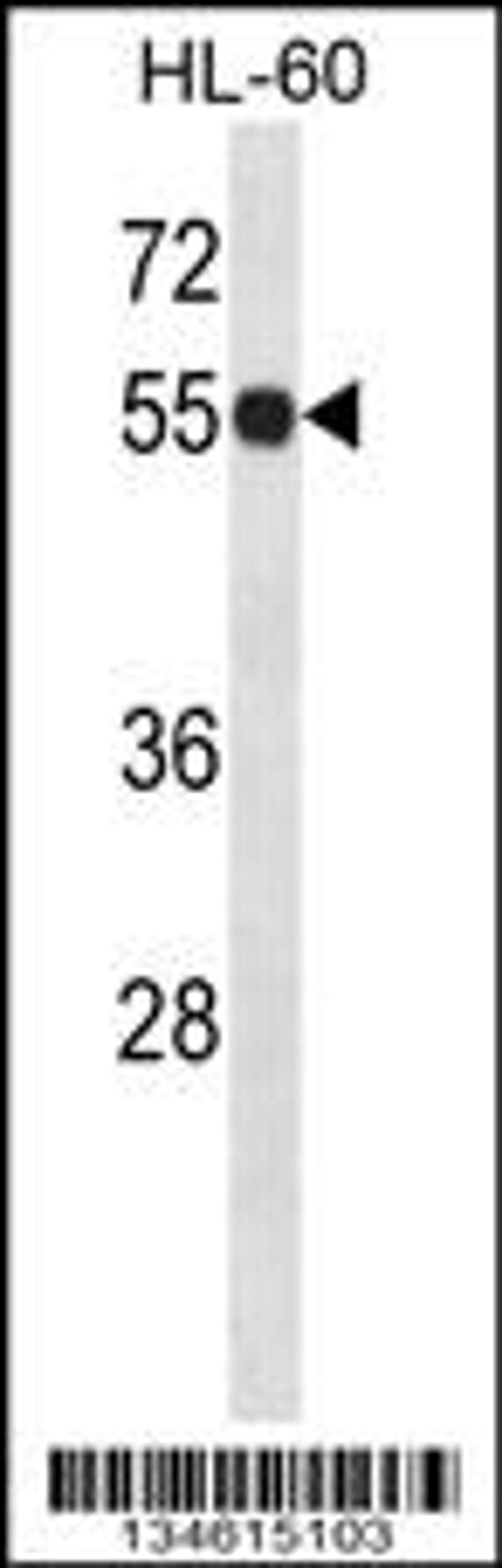 Western blot analysis in HL-60 cell line lysates (35ug/lane).