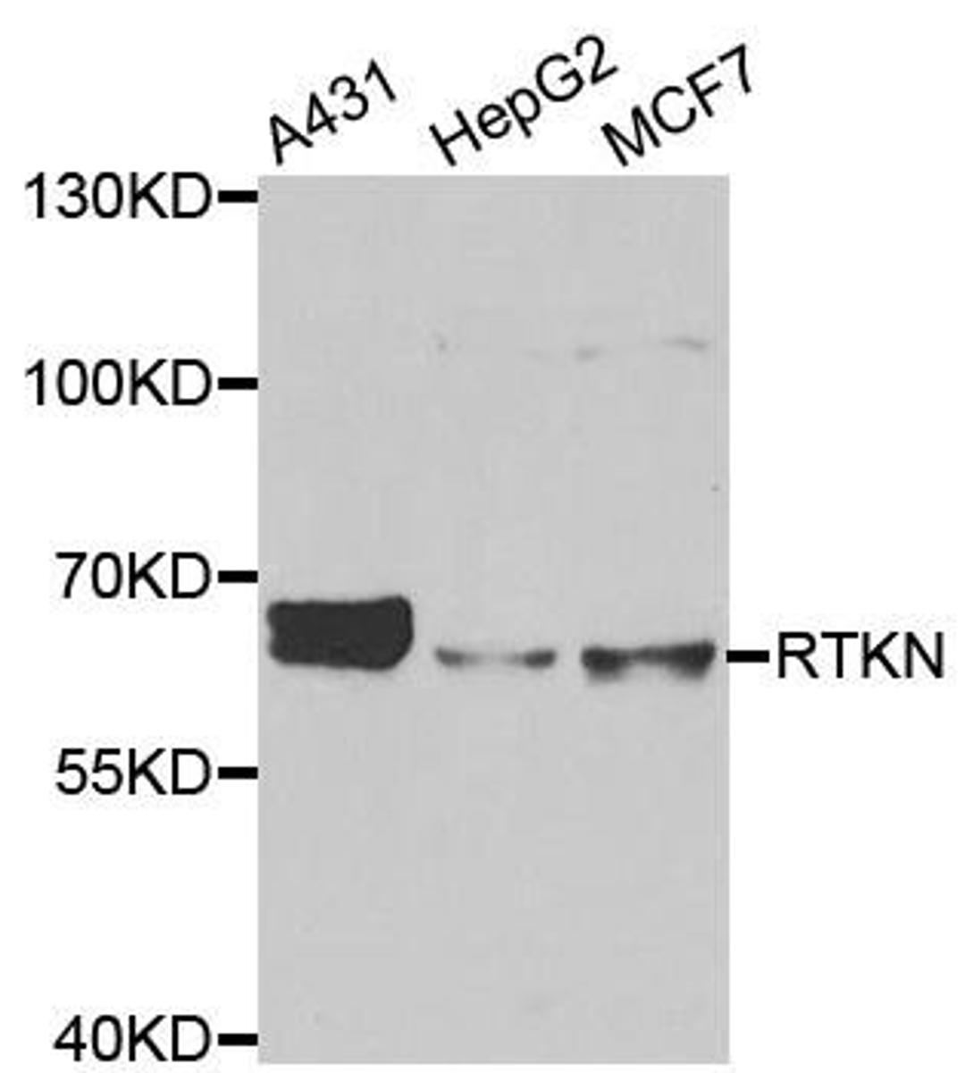 Western blot analysis of extracts of various cell lines using RTKN antibody