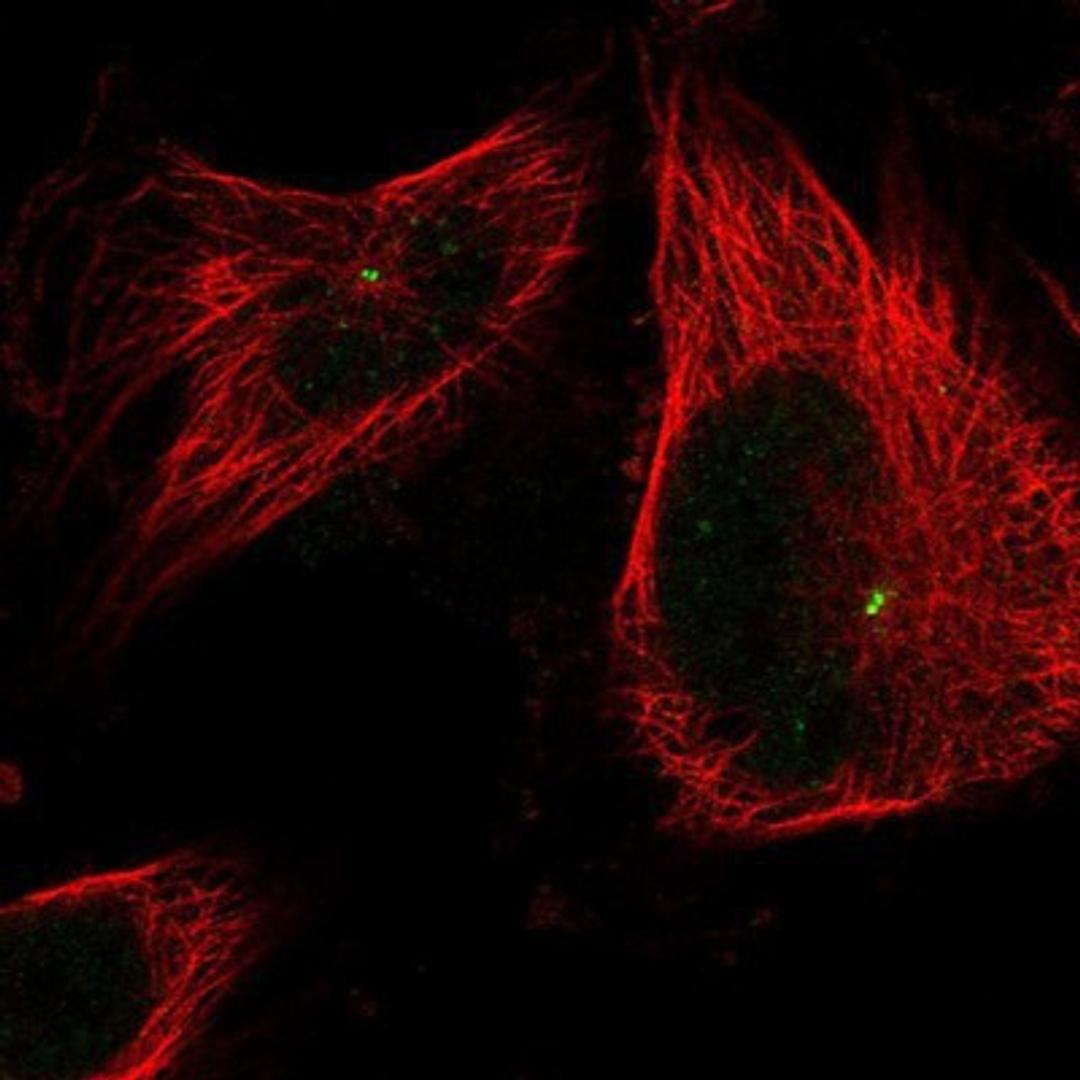 Immunocytochemistry/Immunofluorescence: CEP152 Antibody [NBP1-82953] Staining of human cell line U-251 MG shows positivity in centrosome.