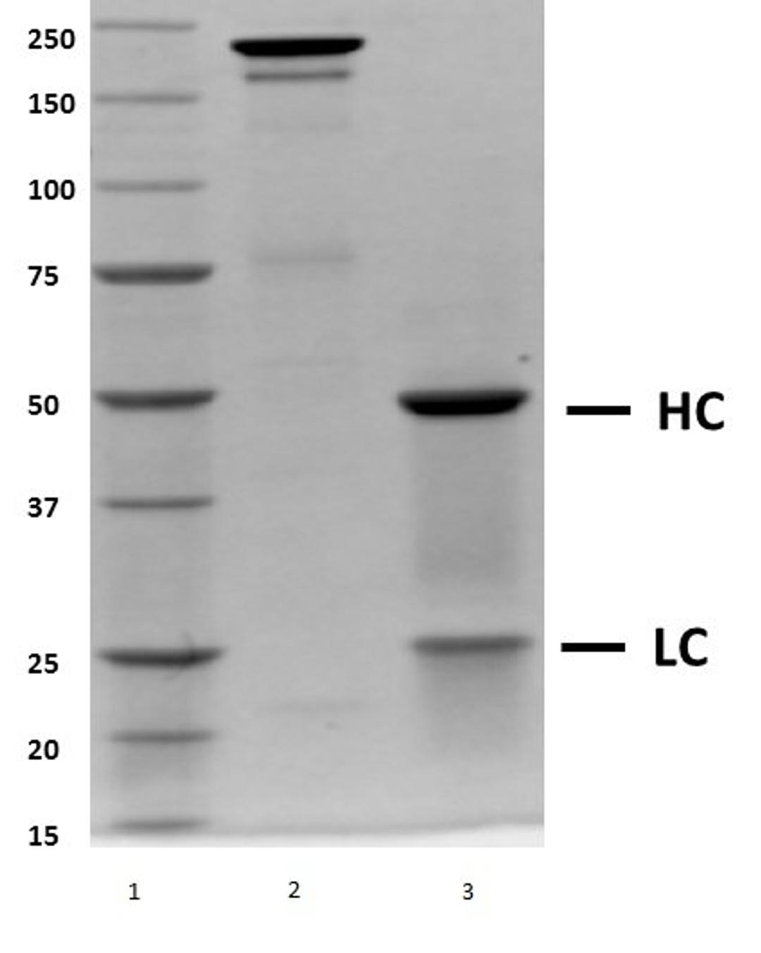 SDS-PAGE analysis of recombinant Human IgG4 Kappa (Mutant)