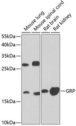 Western blot - GRP antibody (A6380)