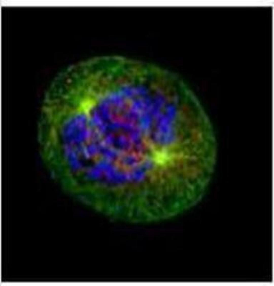 Immunocytochemistry/Immunofluorescence: NDC80 Antibody (9G3.23) [NB100-338] - Confocal immunofluorescence analysis (Olympus FV10i) of paraformaldehyde-fixed U2OS, using HEC1(NB100-338) antibody (Green) at 1:500 dilution. Alpha-tubulin filaments were labeled with (Red) at 1:500.