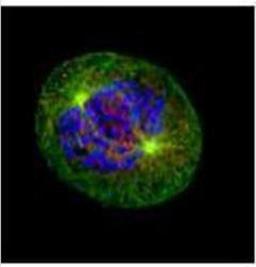 Immunocytochemistry/Immunofluorescence: NDC80 Antibody (9G3.23) [NB100-338] - Confocal immunofluorescence analysis (Olympus FV10i) of paraformaldehyde-fixed U2OS, using HEC1(NB100-338) antibody (Green) at 1:500 dilution. Alpha-tubulin filaments were labeled with (Red) at 1:500.