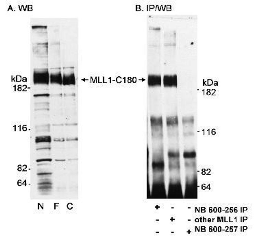 Western Blot: KMT2A/MLL Antibody [NB600-256] - Detection of the C-terminal 180 kDa Fragment of MLL1 by Western Blot and Immunoprecipitation. Samples: A. Nuclear extract from K562 cells (N; 50 mcg/lane), 293T cells transfected with full-length MLL1 (F; 15 mcg/lane) and 293T cells transfected with the C-terminal 180kDa fragment of MLL1 (C; 15 mcg/lane). B. Nuclear extract (1 mg) from K563 cells. Antibodies: Affinity purified rabbit anti-MLL1 antibody BL1408 (Cat. No. A300-374A) used at 0.1 mcg/ml (A) and 0.4 mcg/ml (B) for blotting. Immunoprecipitations were performed using NB 600-256, NB 600-257, and another MLL1 antibody at 1 mcg/mg lysate. Detection: Chemiluminescence with exposure times of 10 seconds (A) and 1 minute (B).