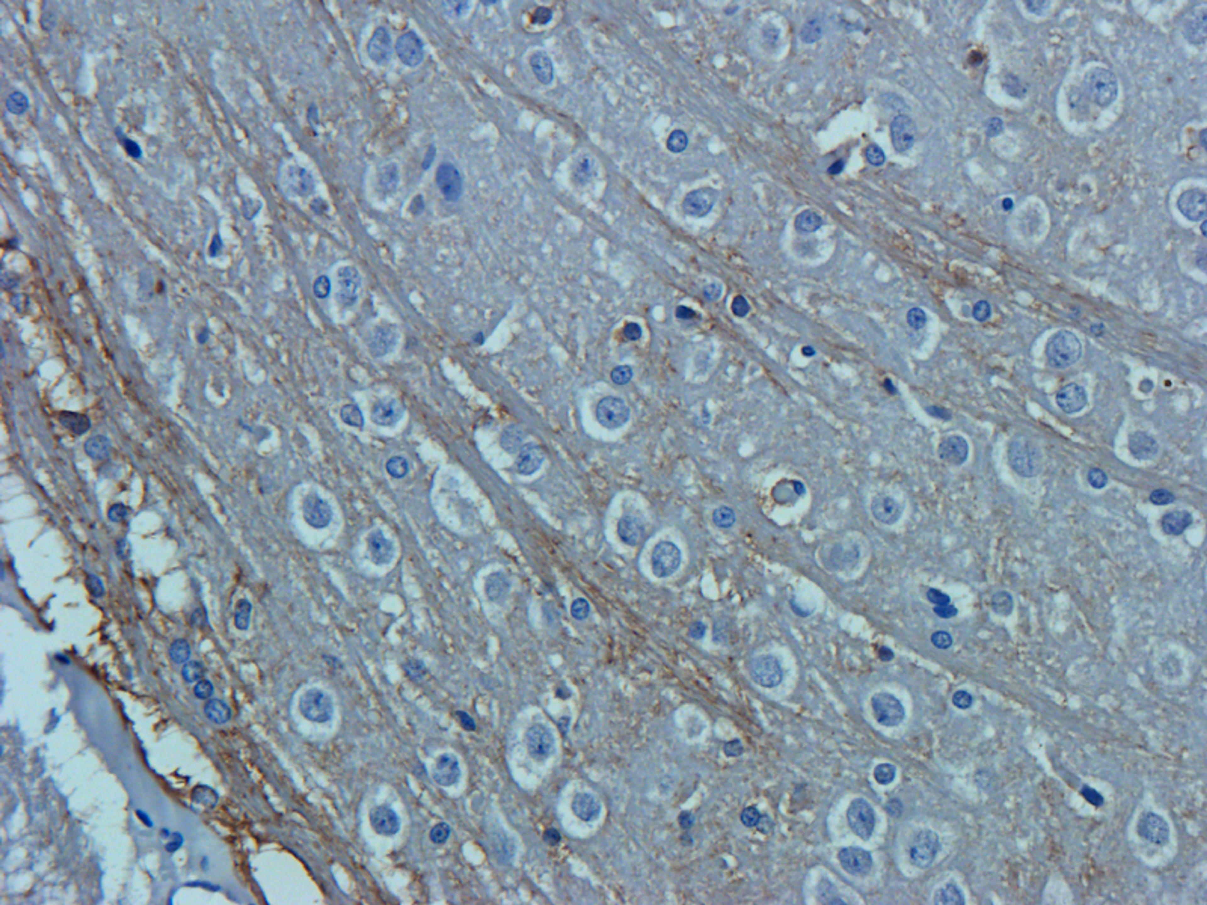 Immunohistochemical staining of paraffin embedded rat brain tissue using OAT3 antibody (2.5 ug/ml)