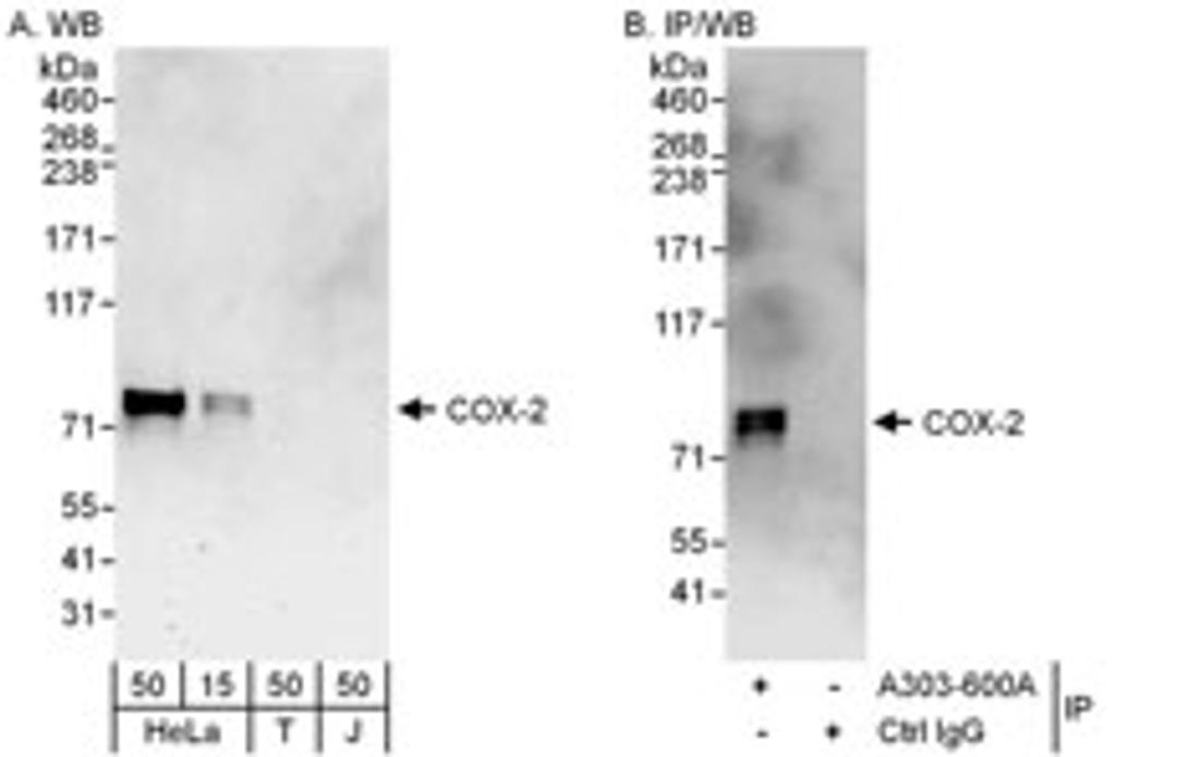 Detection of human COX-2 by western blot and immunoprecipitation.