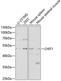 Western blot - CHIT1 antibody (A2015)