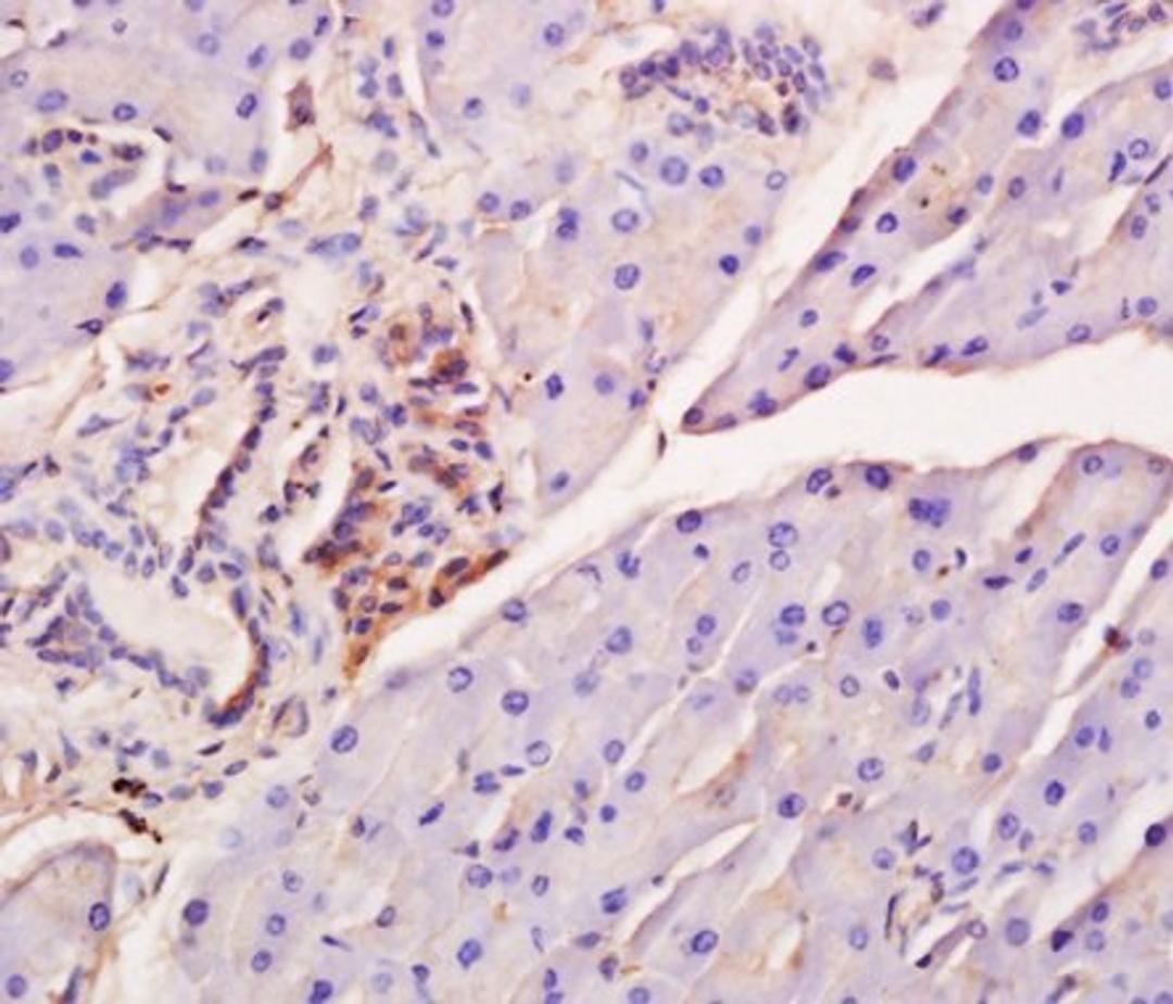 Paraffin-embedded mouse pancreas tissue fixed with 4% paraformaldehyde. Antigen retrieval by boiling with citrate buffer. Blocking buffer is goat serum (37 degrees for 20 min.).IRF7 (phospho-Ser471/472) antibody at 1:200 dilution with overnight incubation