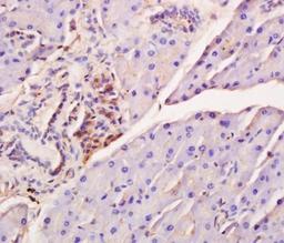 Paraffin-embedded mouse pancreas tissue fixed with 4% paraformaldehyde. Antigen retrieval by boiling with citrate buffer. Blocking buffer is goat serum (37 degrees for 20 min.).IRF7 (phospho-Ser471/472) antibody at 1:200 dilution with overnight incubation