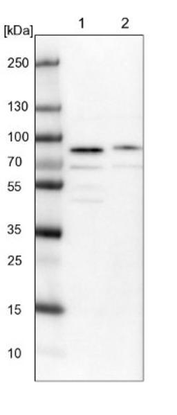 Western Blot: KIAA1324L Antibody [NBP1-94056] - Lane 1: NIH-3T3 cell lysate (Mouse embryonic fibroblast cells)<br/>Lane 2: NBT-II cell lysate (Rat Wistar bladder tumour cells)