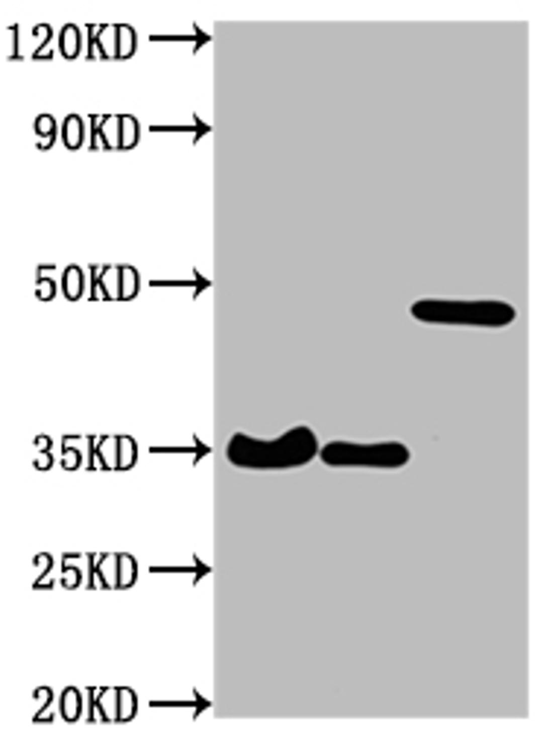Western Blot. Positive WB detected in: 3 different overexpression lysates with HA tagged. All lanes: HA-Tag antibody at 1:1000. Secondary. Goat polyclonal to Mouse IgG at 1/10000 dilution. Predicted band size: 35, 35, 48 kDa. Observed band size: 35, 35, 48 kDa</p>