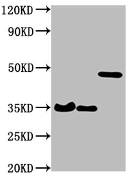 Western Blot. Positive WB detected in: 3 different overexpression lysates with HA tagged. All lanes: HA-Tag antibody at 1:1000. Secondary. Goat polyclonal to Mouse IgG at 1/10000 dilution. Predicted band size: 35, 35, 48 kDa. Observed band size: 35, 35, 48 kDa</p>