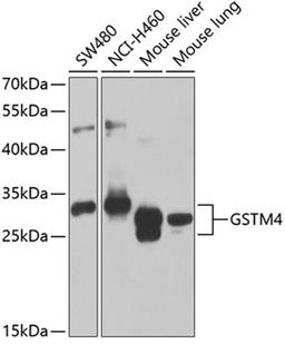 Western blot - GSTM4 antibody (A7434)