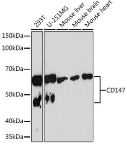 Western blot - CD147 Rabbit mAb (A4310)