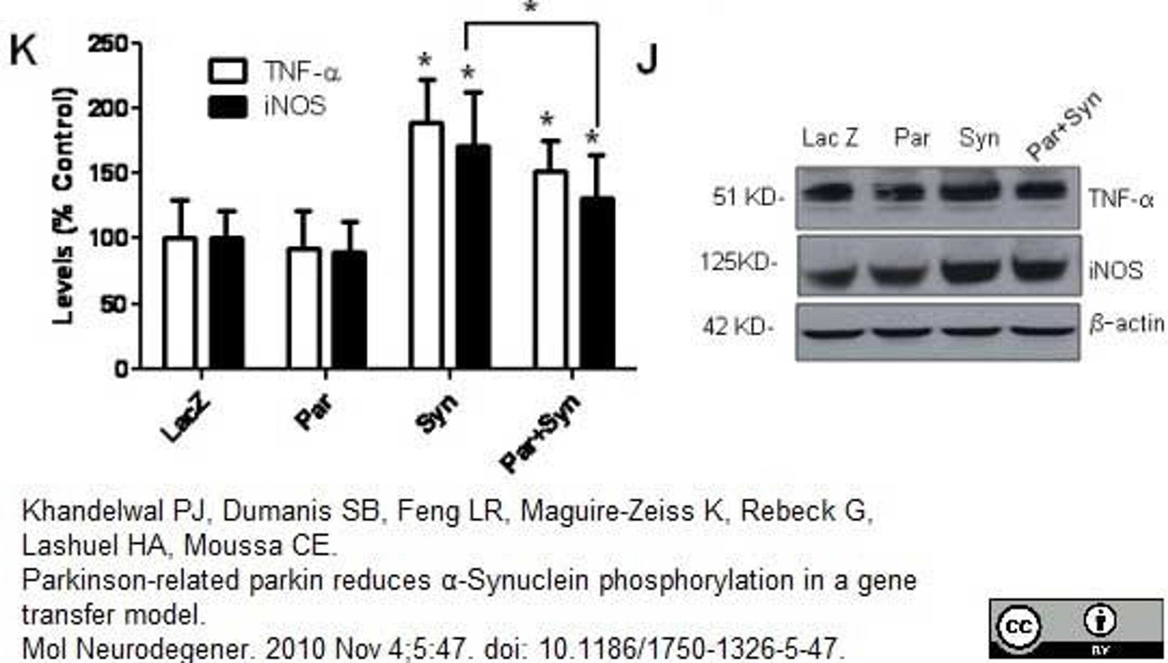 Rabbit anti Rat TNF alpha antibody used for evaluation of TNF-&alpha; expression