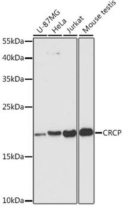 Western blot - CRCP antibody (A4657)