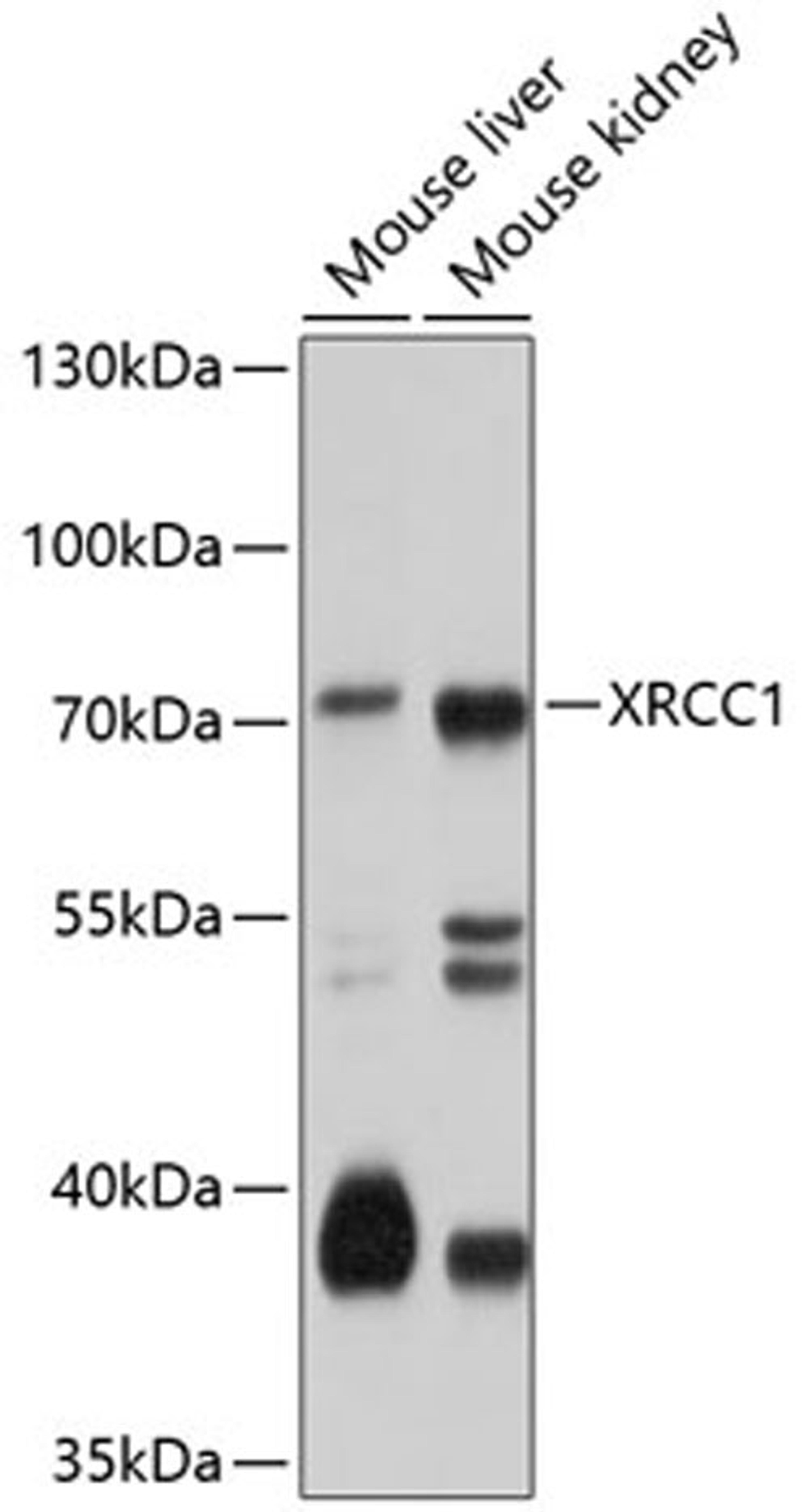 Western blot - XRCC1 antibody (A0442)