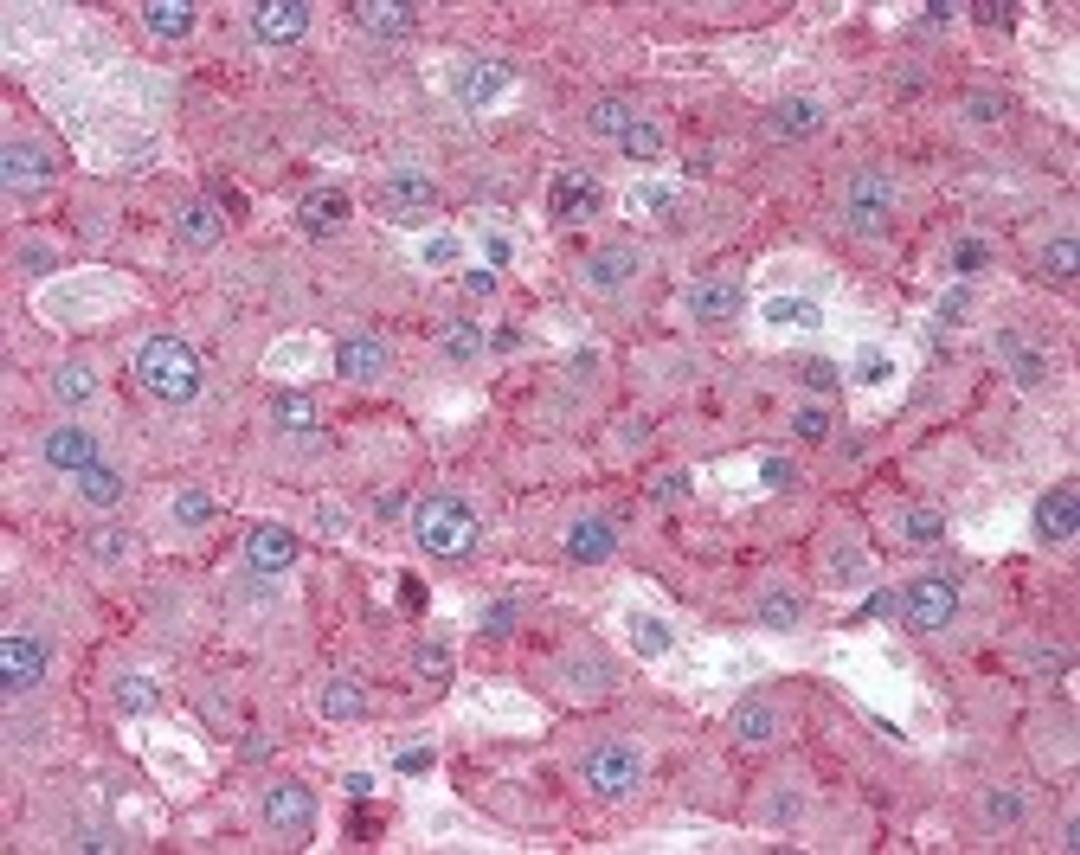 Immunohistochemistry staining of LRP1 in liver tissue using LRP1 Monoclonal Antibody.