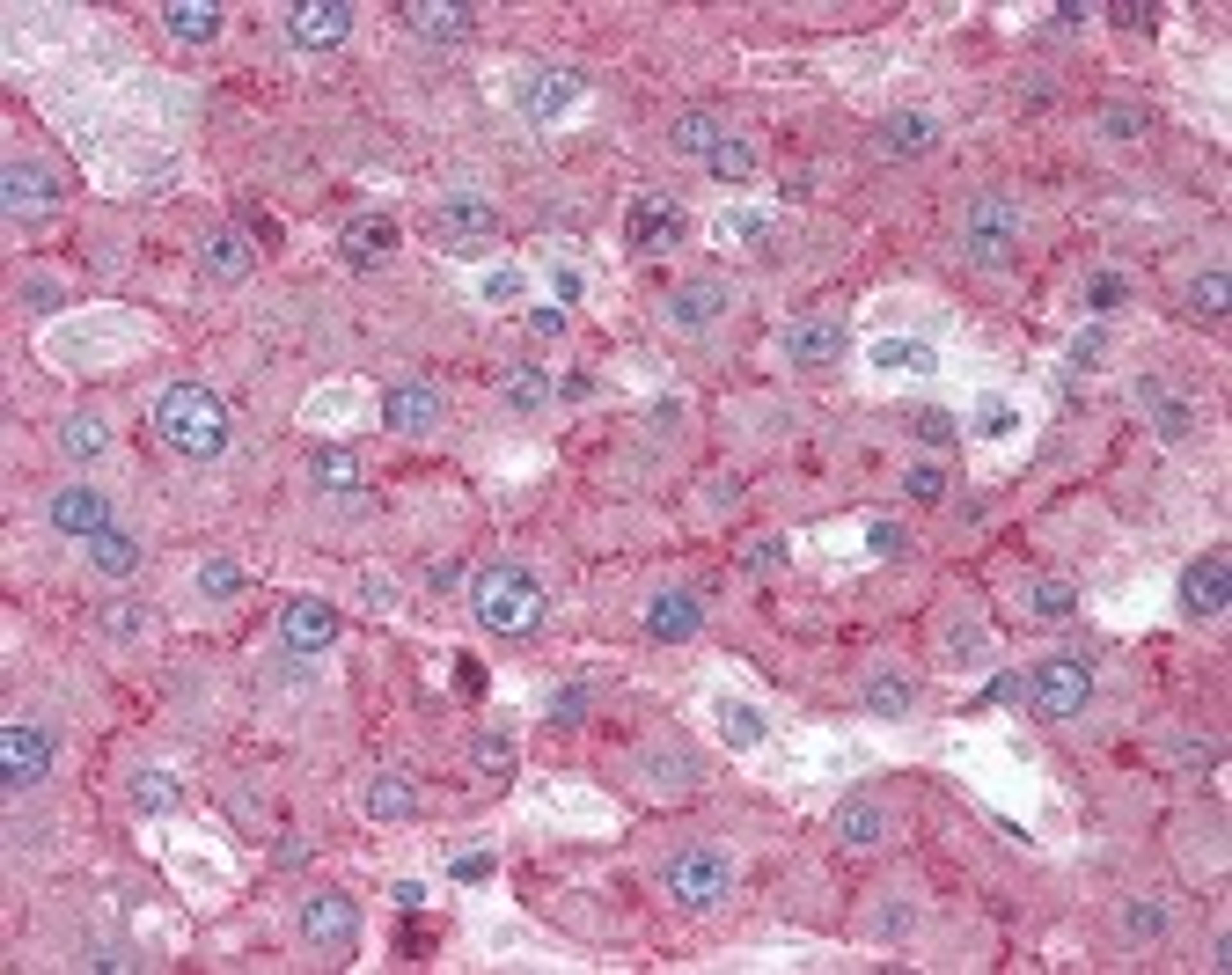 Immunohistochemistry staining of LRP1 in liver tissue using LRP1 Monoclonal Antibody.