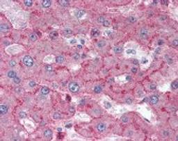 Immunohistochemistry staining of LRP1 in liver tissue using LRP1 Monoclonal Antibody.