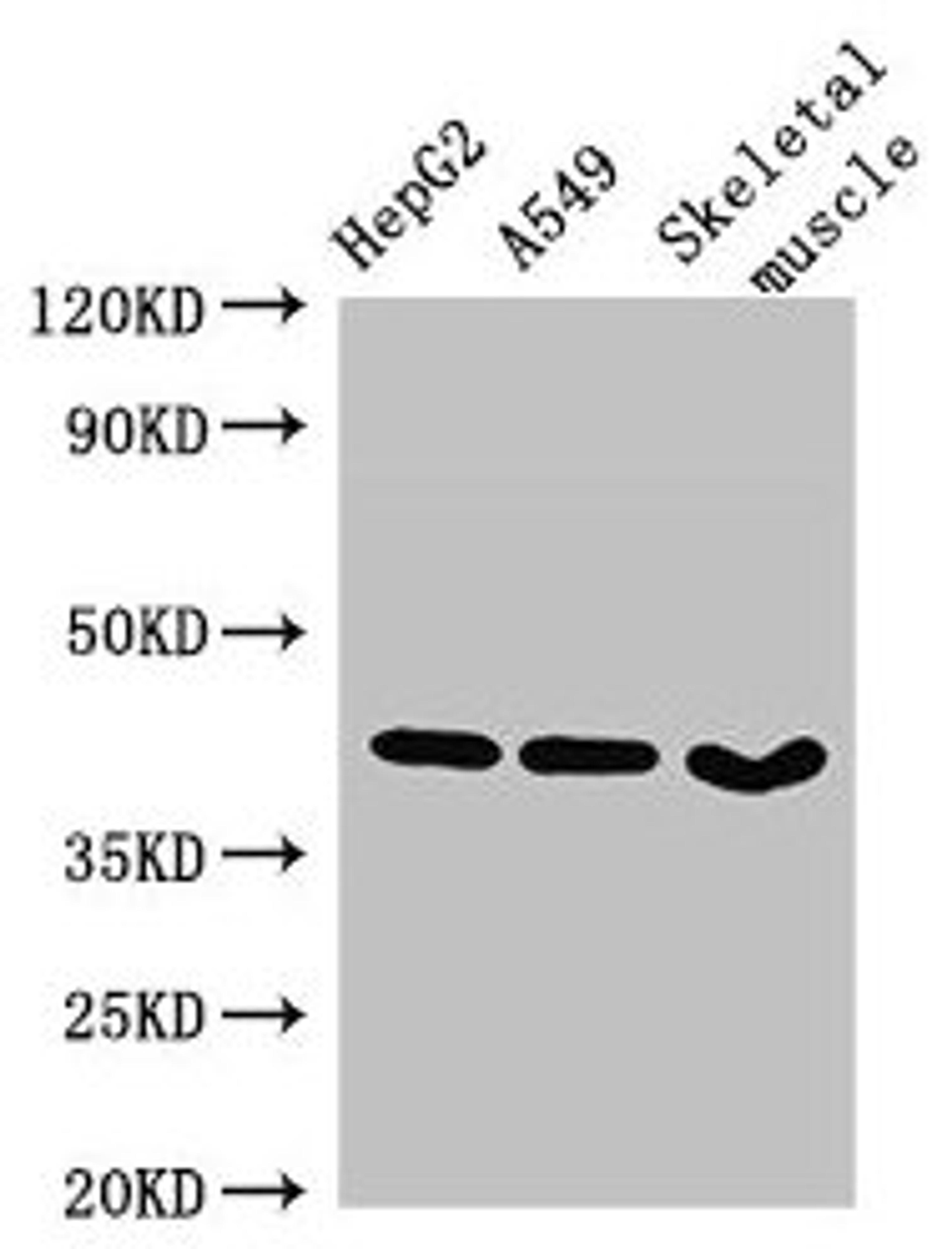 Western Blot. Positive WB detected in: HepG2 whole cell lysate, A549 whole cell lysate, Mouse skeletal muscle tissue. All lanes: MAPK12 antibody at 2.7µg/ml. Secondary. Goat polyclonal to rabbit IgG at 1/50000 dilution. Predicted band size: 42, 41 kDa. Observed band size: 42 kDa