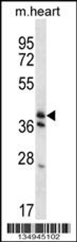 Western blot analysis in mouse heart tissue lysates (35ug/lane).