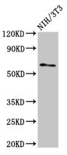 Western Blot. Positive WB detected in: NIH/3T3 whole cell lysate. All lanes: RELB antibody at 3ug/ml. Secondary. Goat polyclonal to rabbit IgG at 1/50000 dilution. Predicted band size: 63, 62, 15 kDa. Observed band size: 63 kDa.
