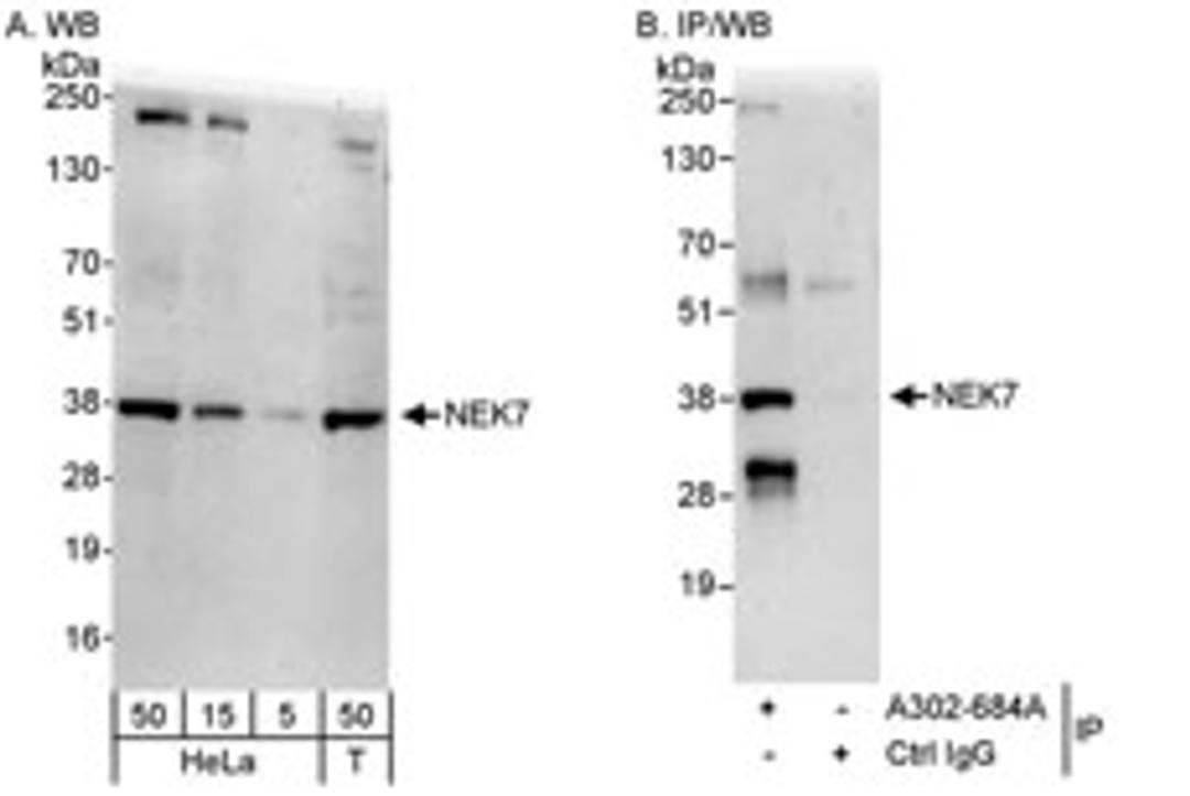 Detection of human NEK7 by western blot and immunoprecipitation.