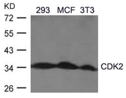 Western blot analysis of lysed extracts from A2780 cells using CDK2 (Ab-160).