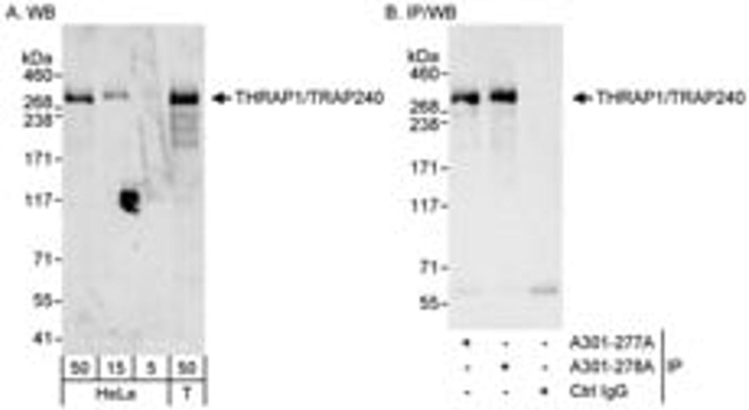 Detection of human THRAP1/TRAP240 by western blot and immunoprecipitation.