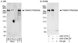 Detection of human THRAP1/TRAP240 by western blot and immunoprecipitation.