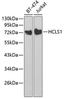 Western blot - HCLS1 antibody (A2165)