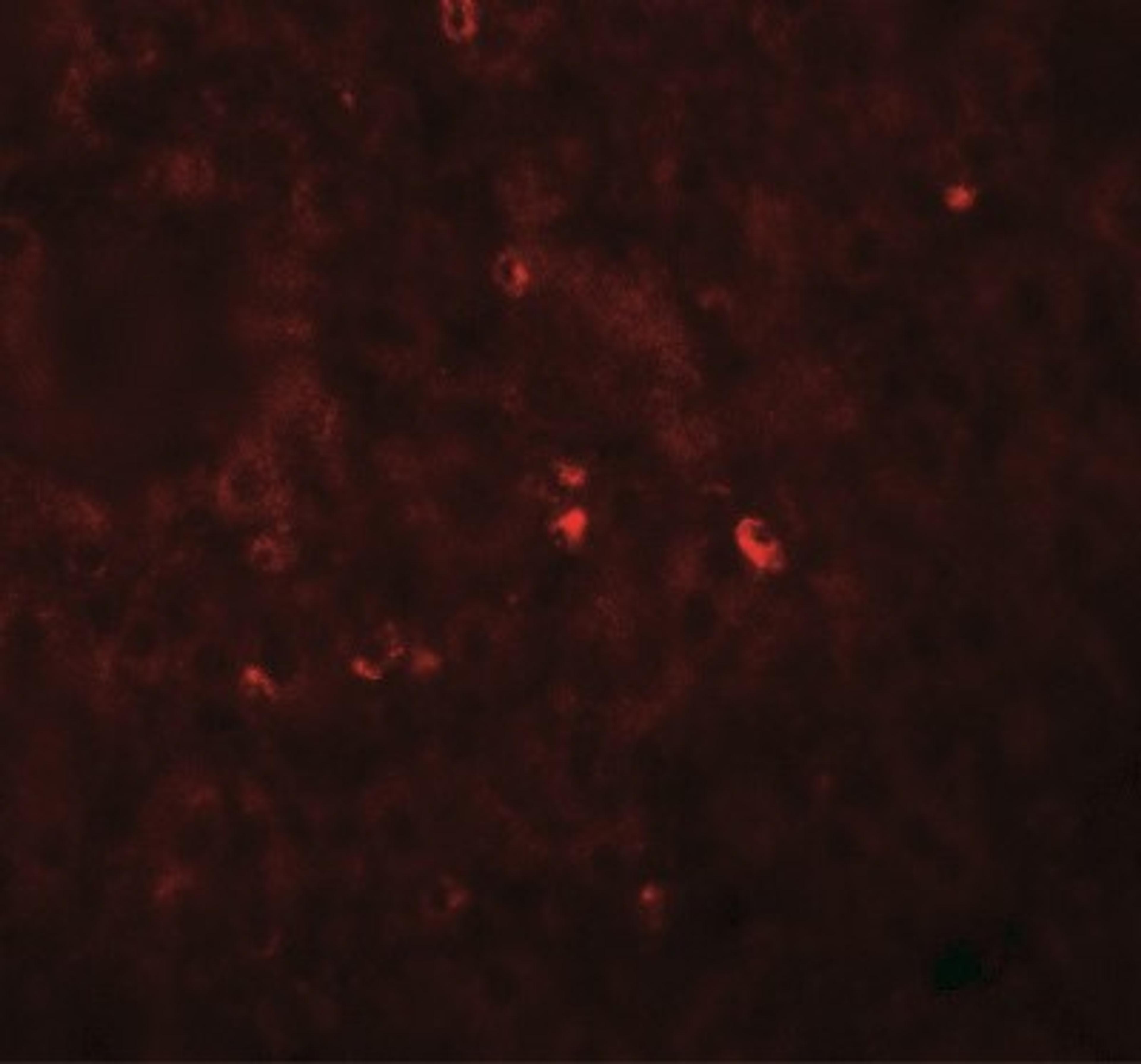 Immunocytochemistry/Immunofluorescence: Angiogenin Antibody [NBP2-41185] - Immunofluorescence of ANG in human liver tissue with ANG antibody at 20 ug/mL.