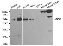 Western blot analysis of extracts of various cell lines using GGA2 antibody