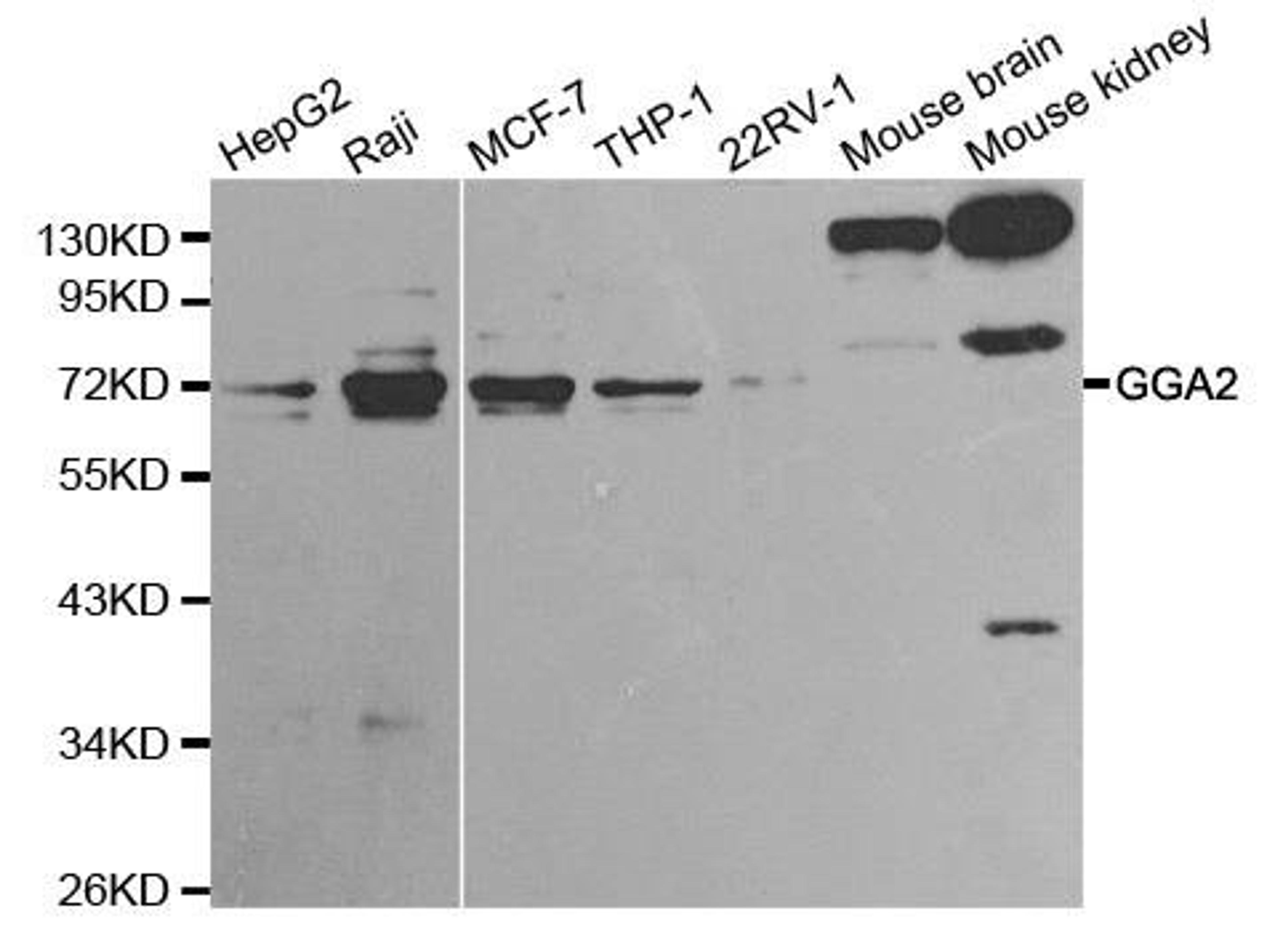 Western blot analysis of extracts of various cell lines using GGA2 antibody