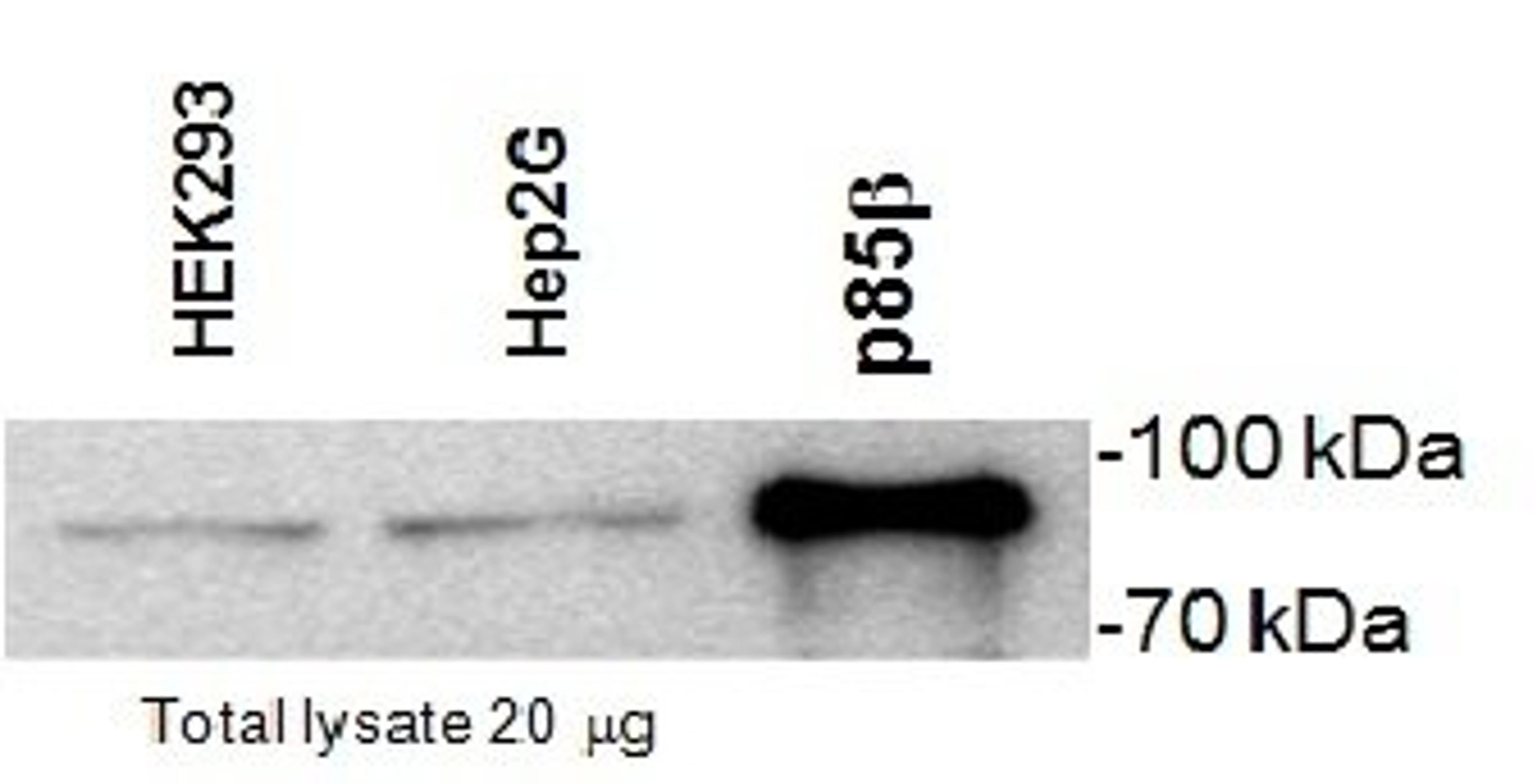 Western Blotting of HEK293 and HepG2 cell lysates