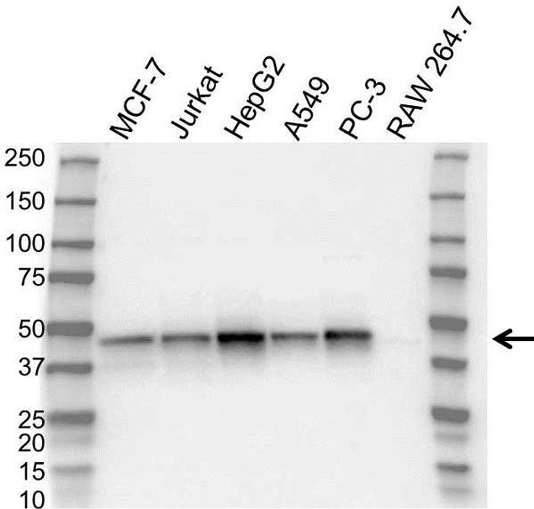 Western blot analysis of whole cell lysates probed with sharpin antibody