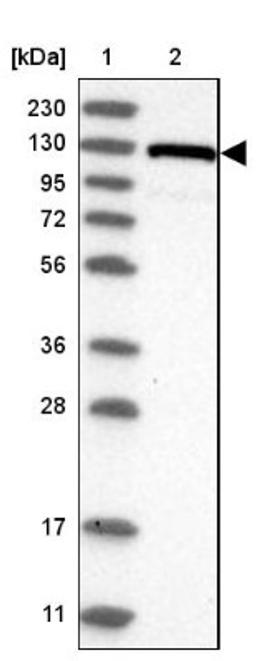 Western Blot: RECQL5 Antibody [NBP1-83438] - Lane 1: Marker [kDa] 230, 130, 95, 72, 56, 36, 28, 17, 11<br/>Lane 2: Human cell line RT-4