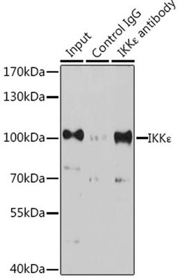 Immunoprecipitation - 3 ug IKKe antibody (A16470)