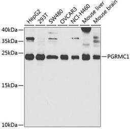 Western blot - PGRMC1 antibody (A5619)